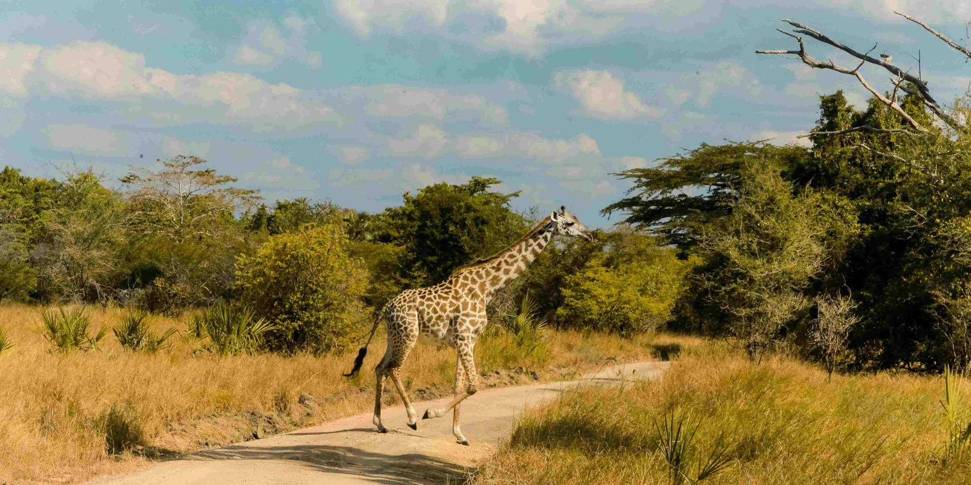 Zanzibar - Saadani National Park 