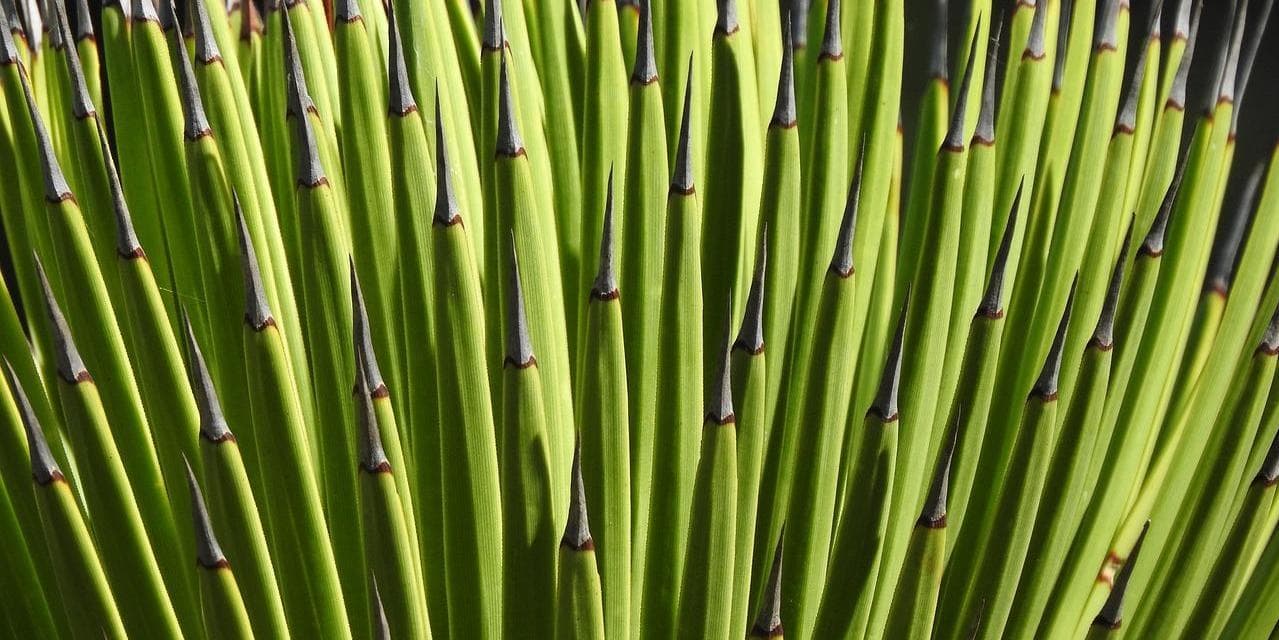 6º Giorno – Oaxaca / Santiago Matatlán /Tuxtla Gutiérrez (567 km)