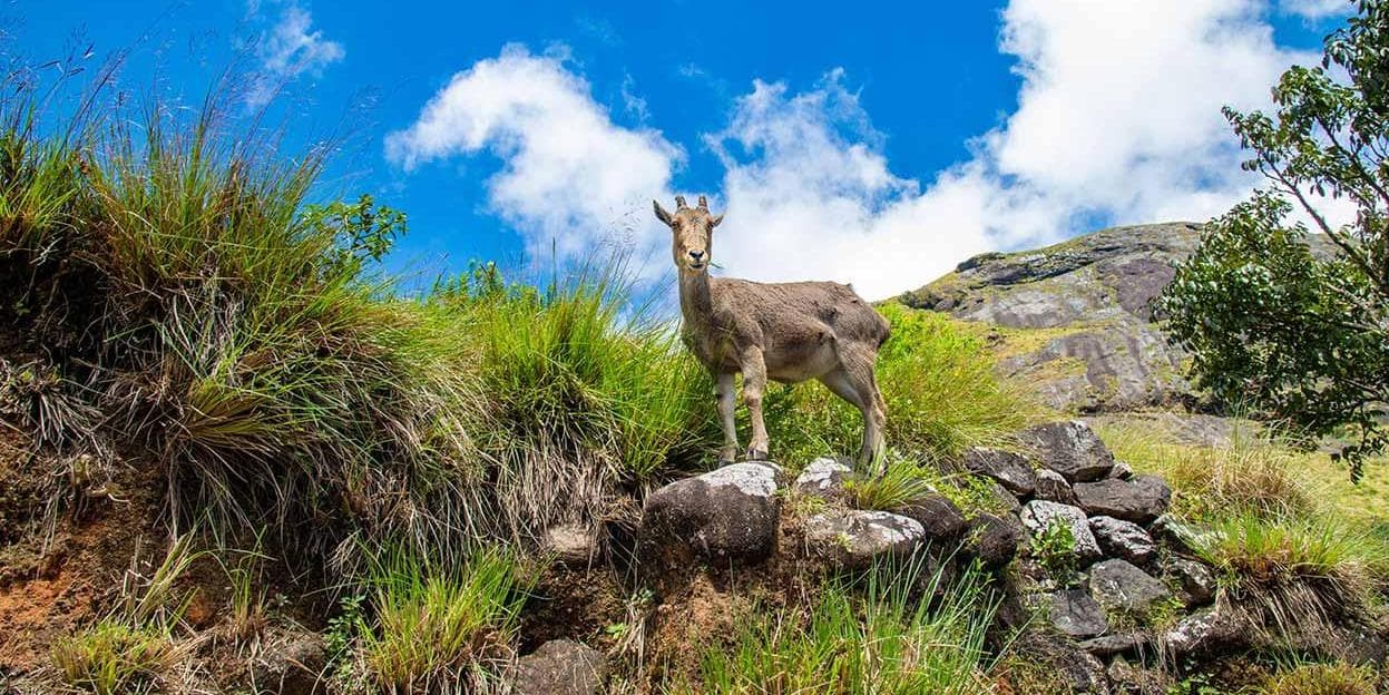 Day 03: Munnar - Full Day Sightseeing