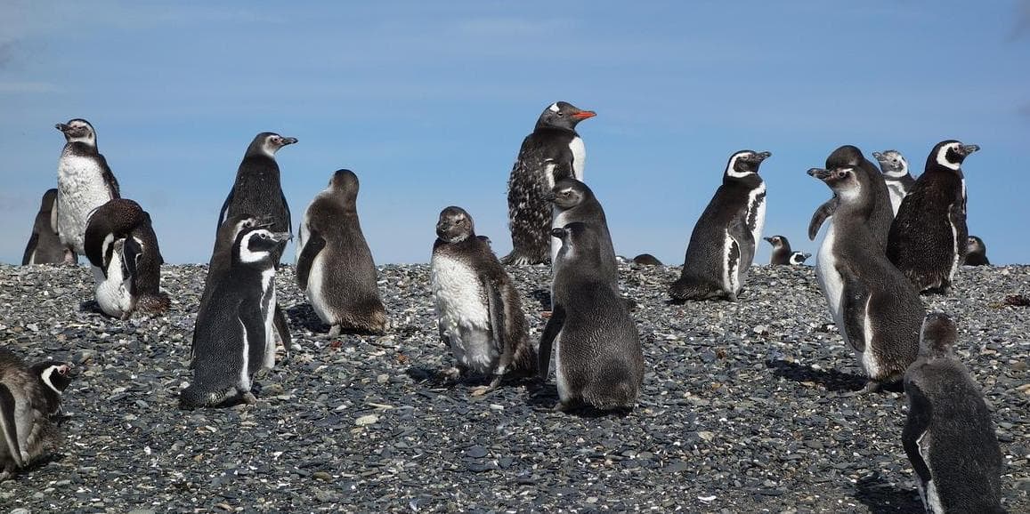 3° Giorno: Peninsula Valdes B/L/-