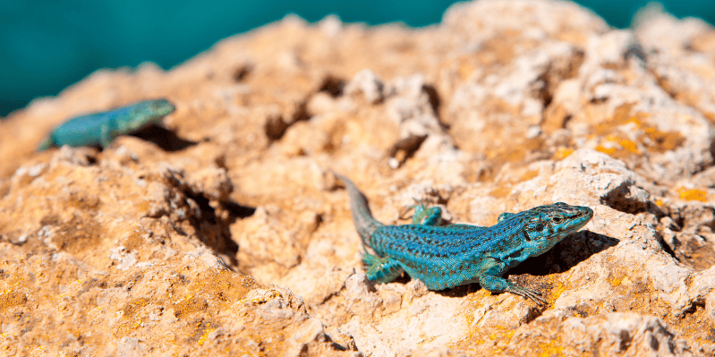 FORMENTERA SALVAJE: CALAS, FAROS Y CAMINOS DE ARENA