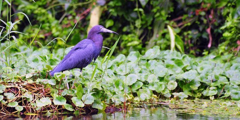 PARCO NAZIONALE TORTUGUERO