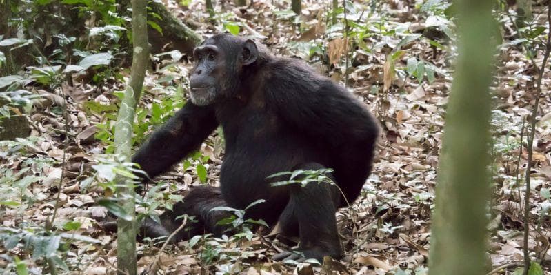 MURCHISON FALLS NATIONAL PARK/KIBALE FOREST NATIONAL PARK