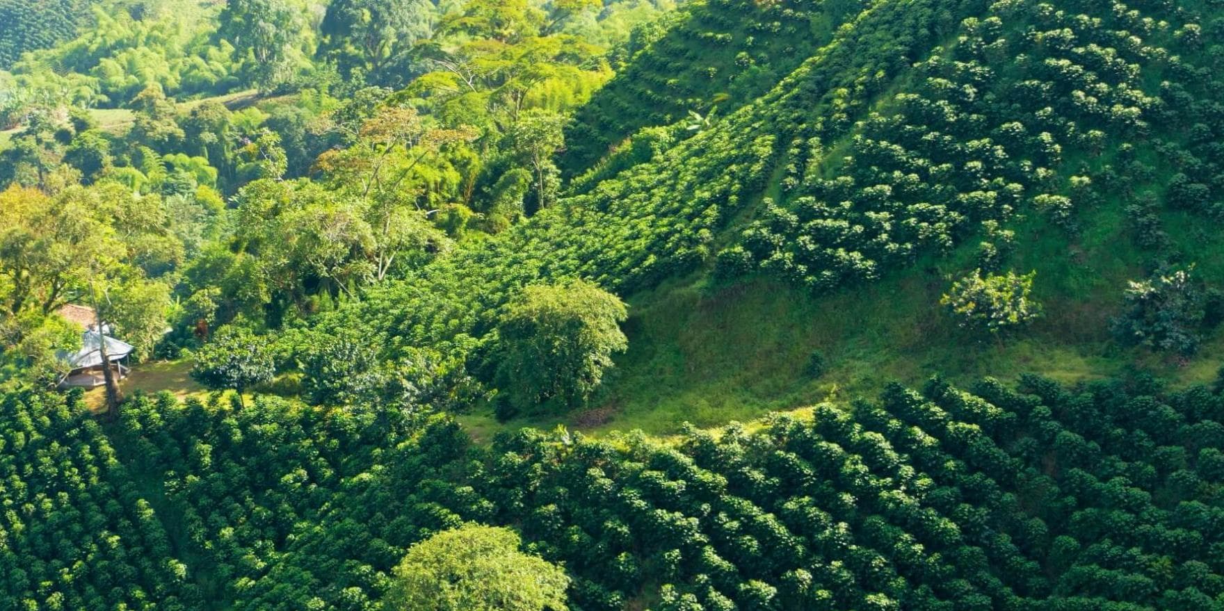 Día 3. Bogotá y Pereira - Traslado de Salida y de llegada 