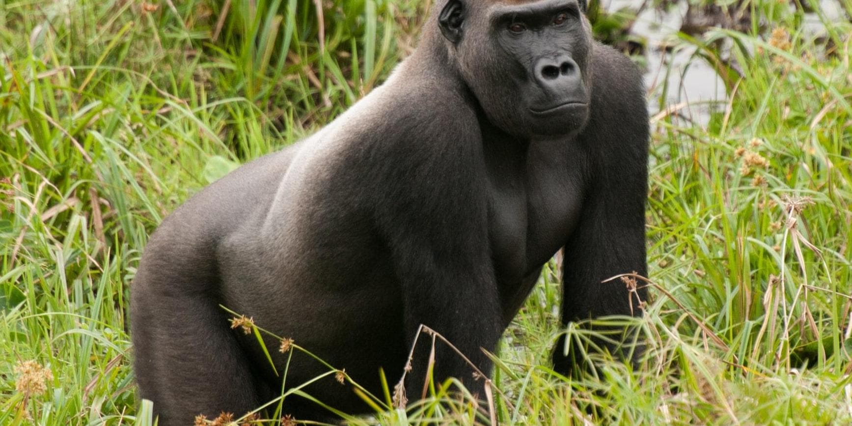 Day 5 : Dzanga Sangha National Park