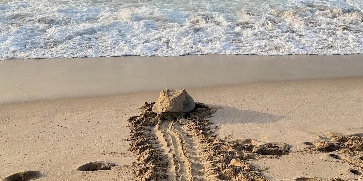 Day 2: Turtle Watching + Adventure (Wadi Shab)