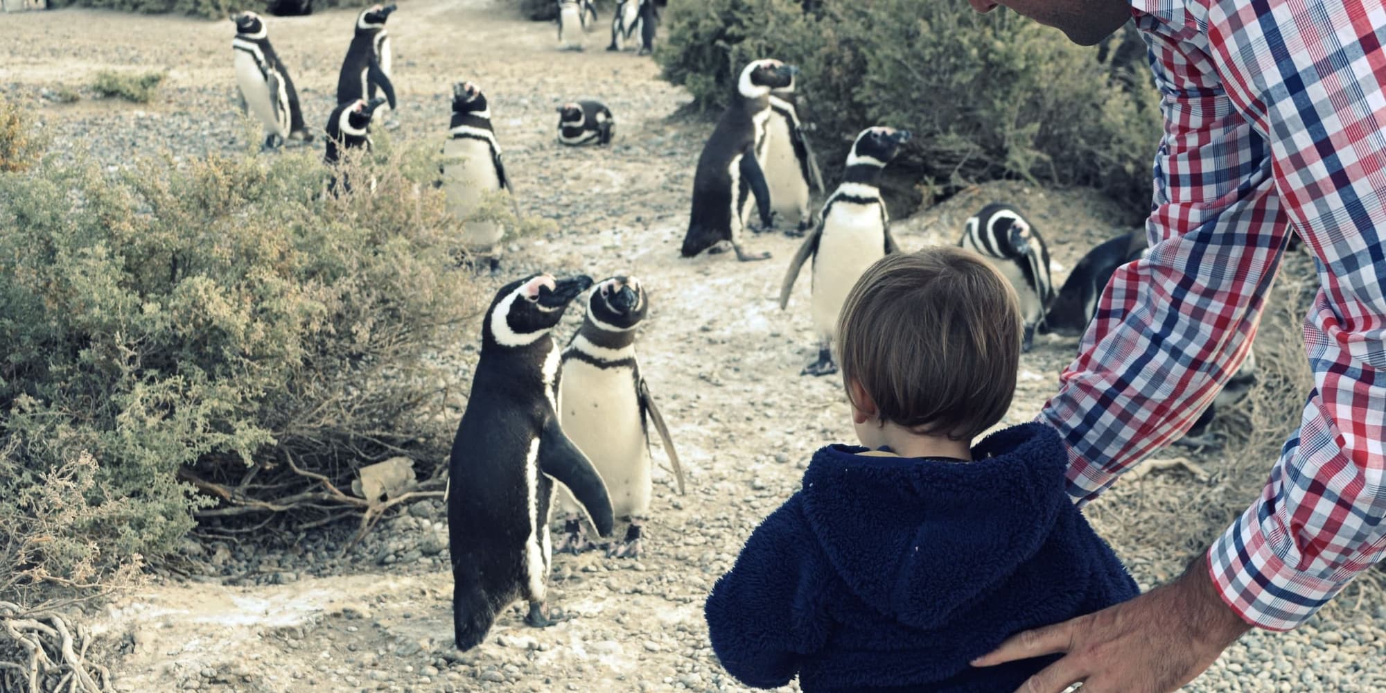 Day 14: Experience at Estancia El Pedral and Penguin Colony