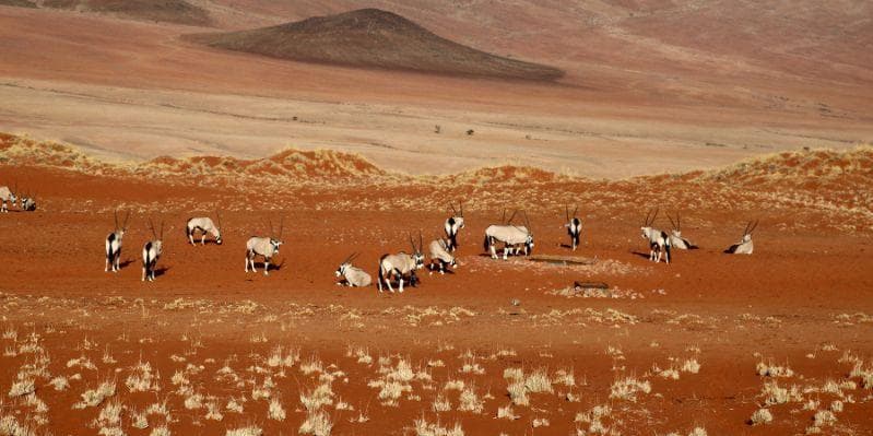 DESERTO DEL KALAHARI/PARCO NAZIONALE NAMIB-NAUKLUFT