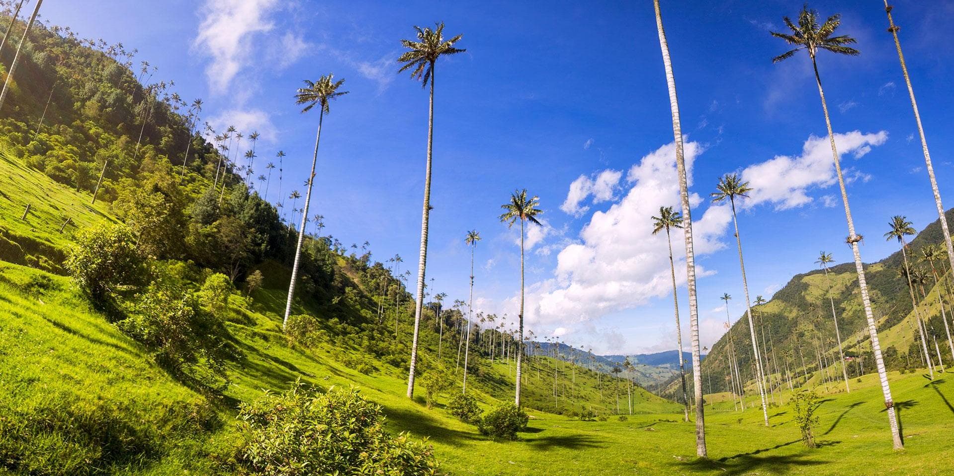 Dia 3: Vale de Cocora, Salento e Filandia