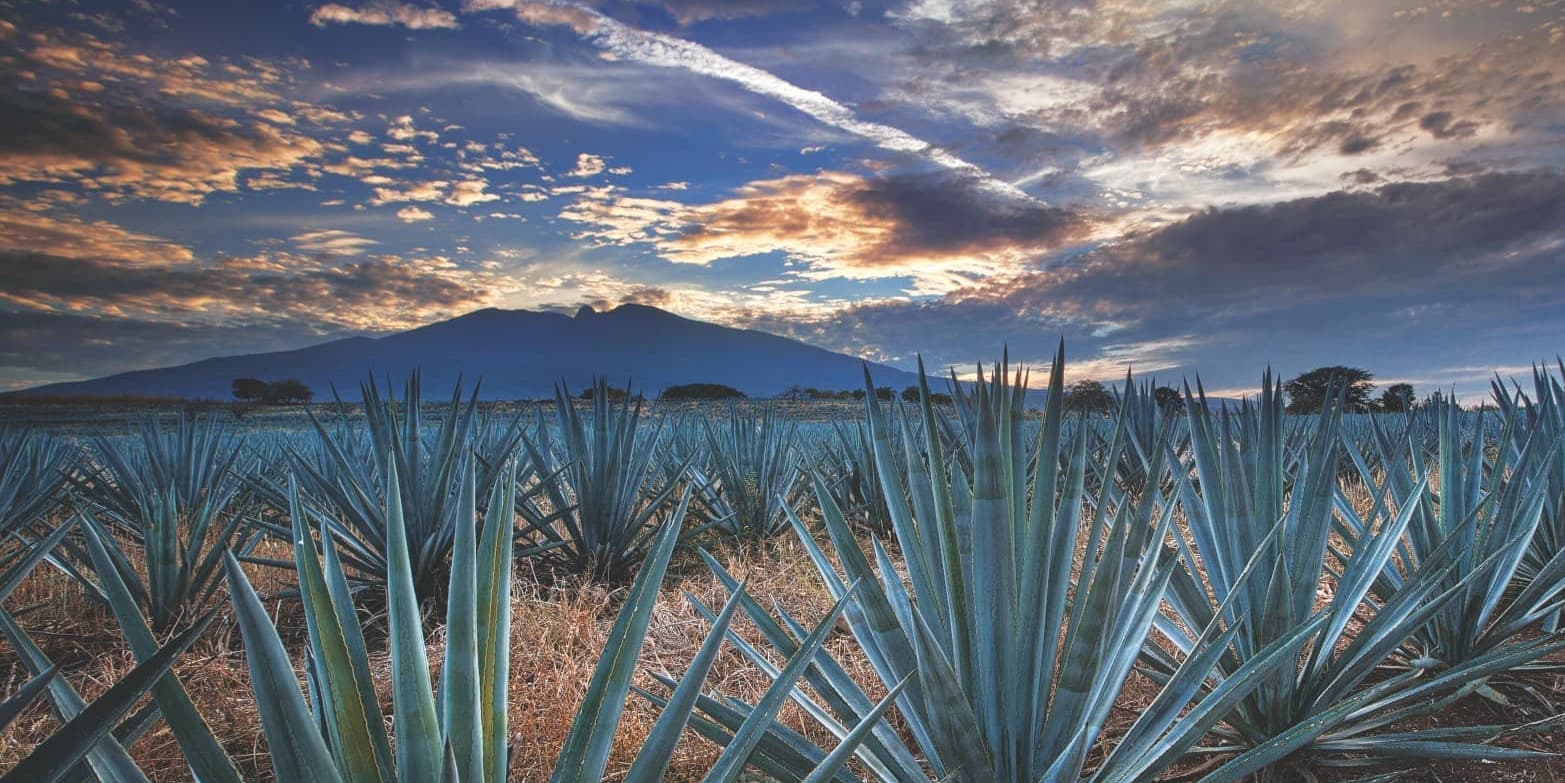 DÍA 06	 GUADALAJARA / TEQUILA / GUADALAJARA