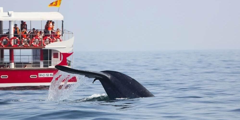 Mirissa – Besichtigung