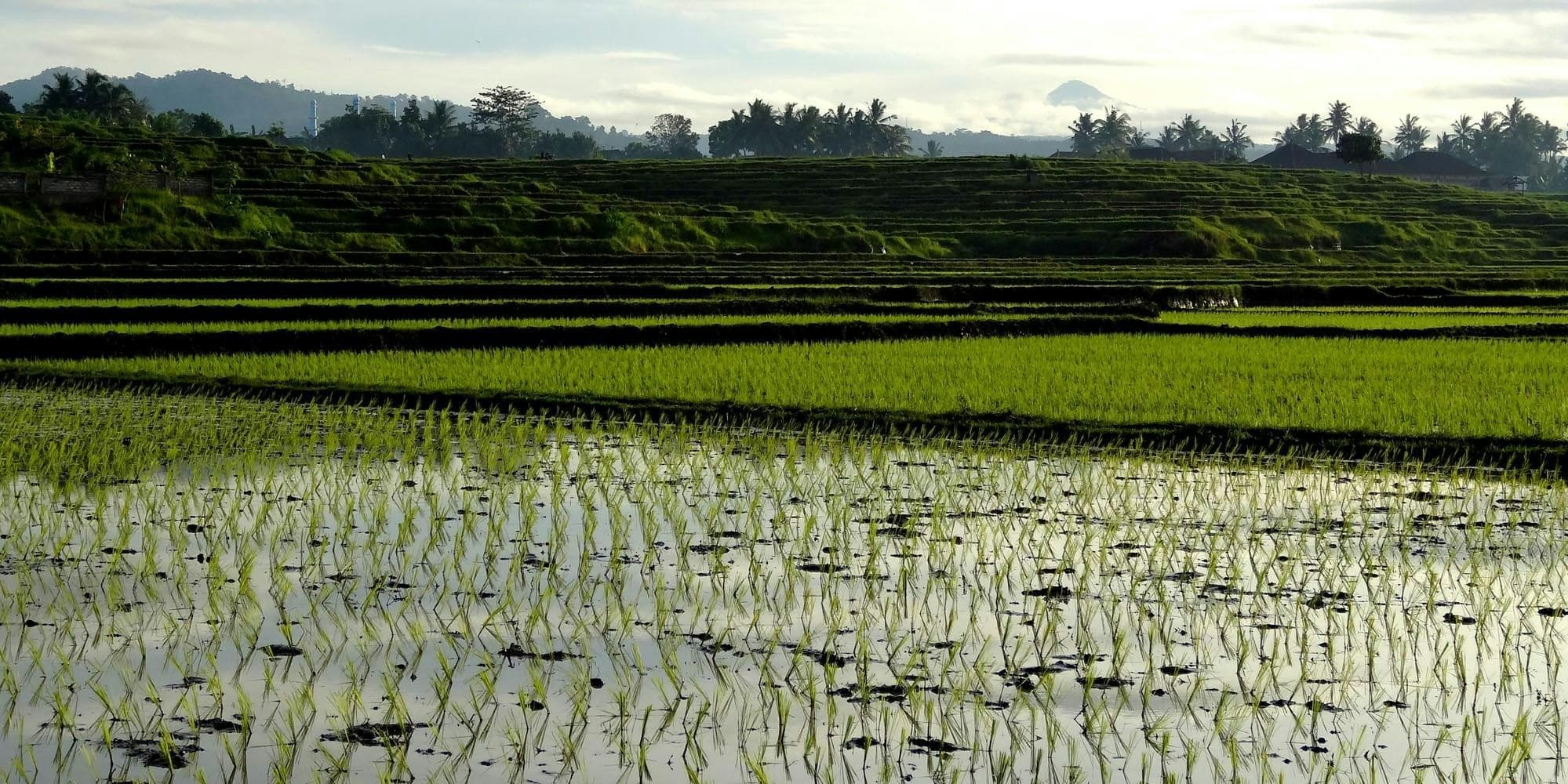 DÍA 5: EXCURSIÓN A UBUD Y ARROZALES