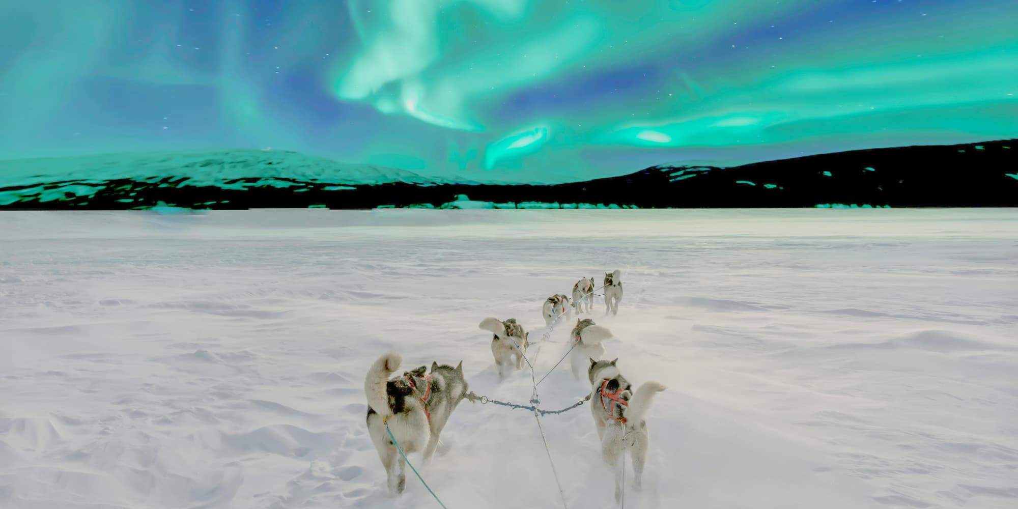 DÍA 4: TRINEO DE PERROS O SENDERISMO CON HUSKIES Y CULTURA SAMI
