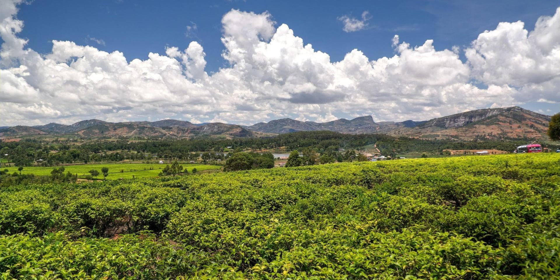 Jour 5 : Ranomafana - Sahambavy (Environ 70 kms 3h)
