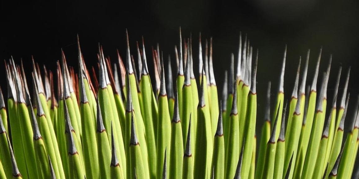 7º Giorno – Huatulco