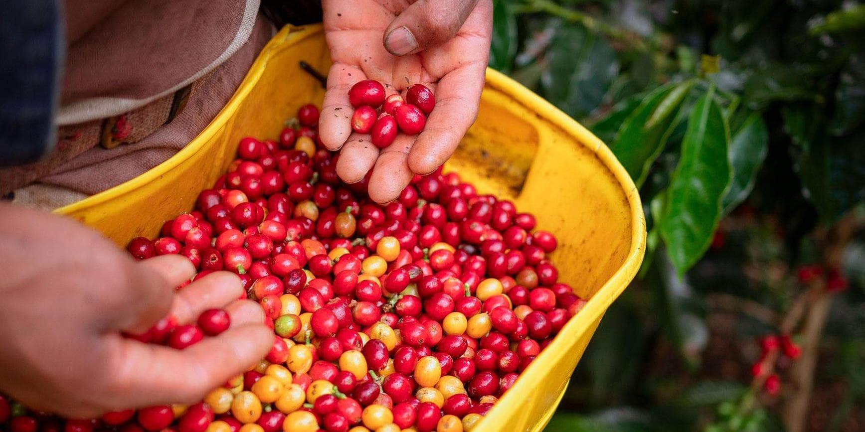 Day 4. Flight to Armenia Coffee Experience