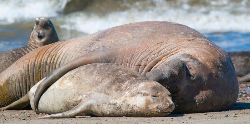 PUERTO MADRYN / TRELEW / USHUAIA