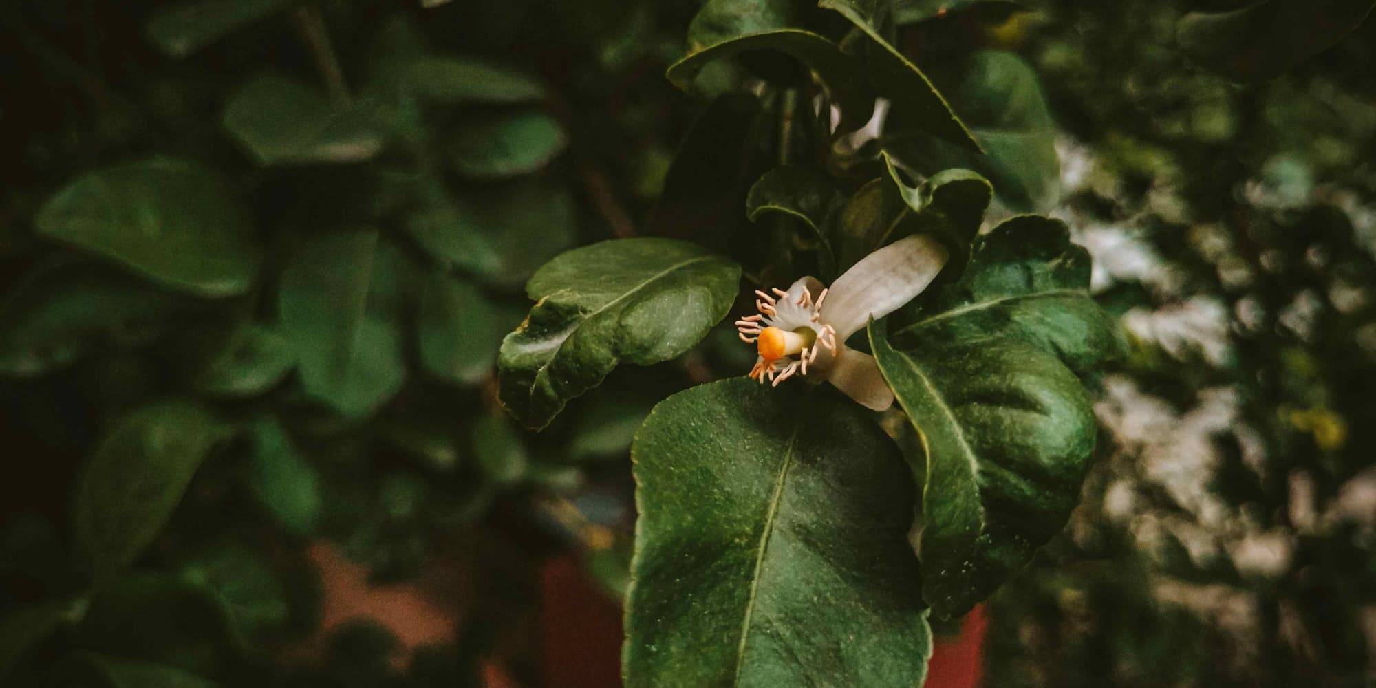 DÍA 3: TRASLADO A UDAIPUR, LA CIUDAD DEL LAGO