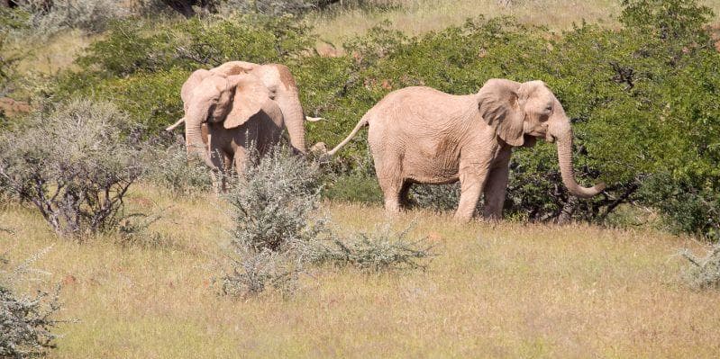 TWYFELFONTEIN/TORRA CONSERVANCY/ TWYFELFONTEIN