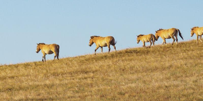 ULAN BATOR/BAGA GAZRYN CHULUU