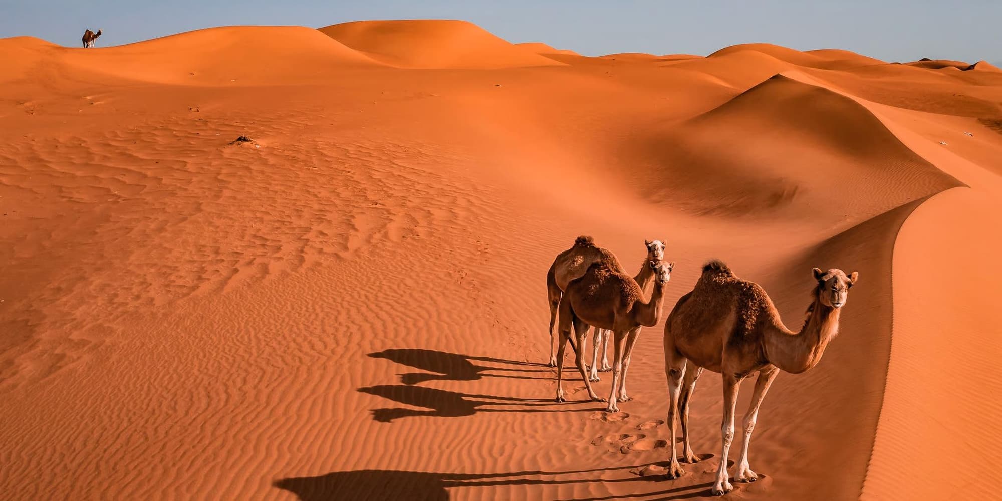 THURSDAY | NIZWA - BIRKAT AL MOUZ - WAHIBA SANDS