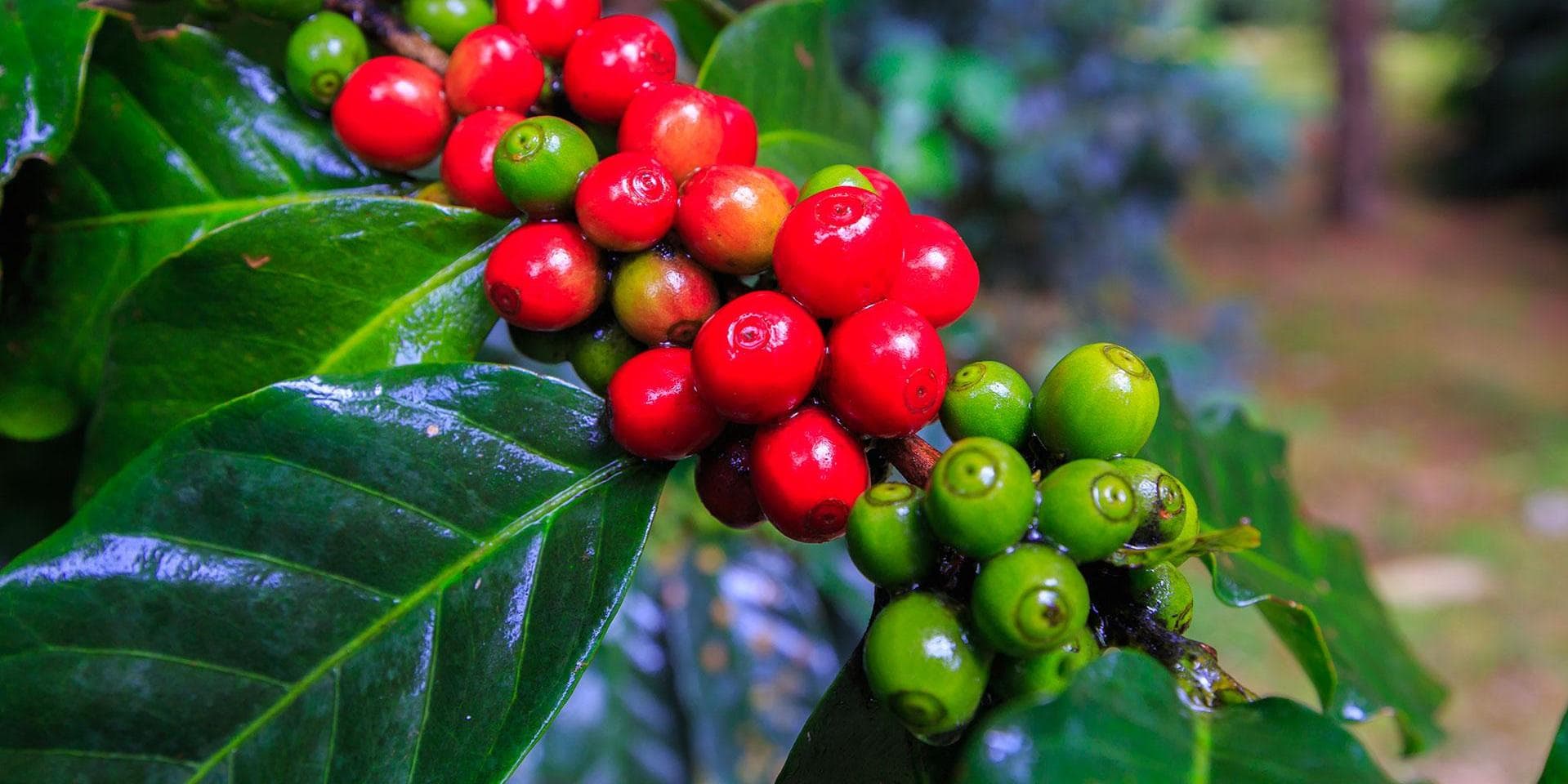 Dia 1: Traslado de chegada 