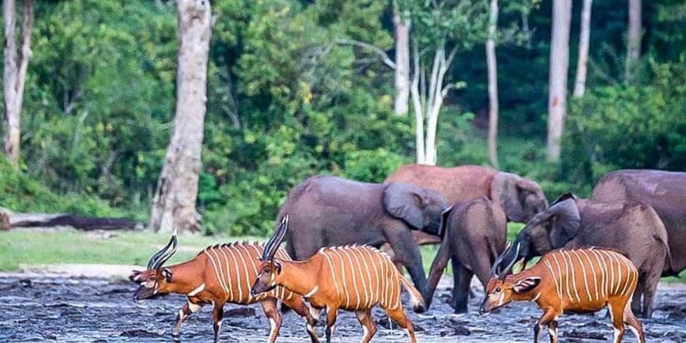 Day 6 : Dzanga Sangha National Park