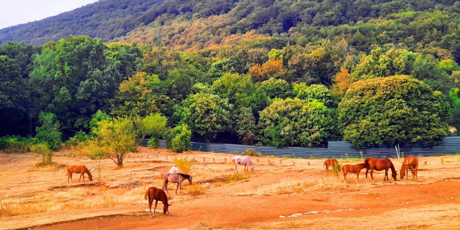 Day 6: Tirana & Dajti Mountain 