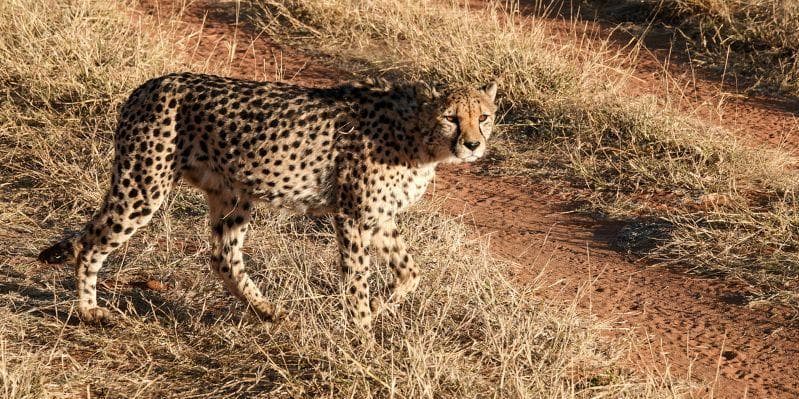 OTIJWARONGO/WINDHOEK/ITALIA