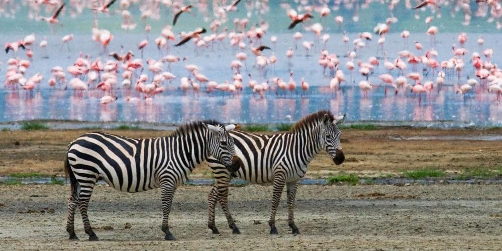 MANYARA / TARANGIRE NATIONAL PARK