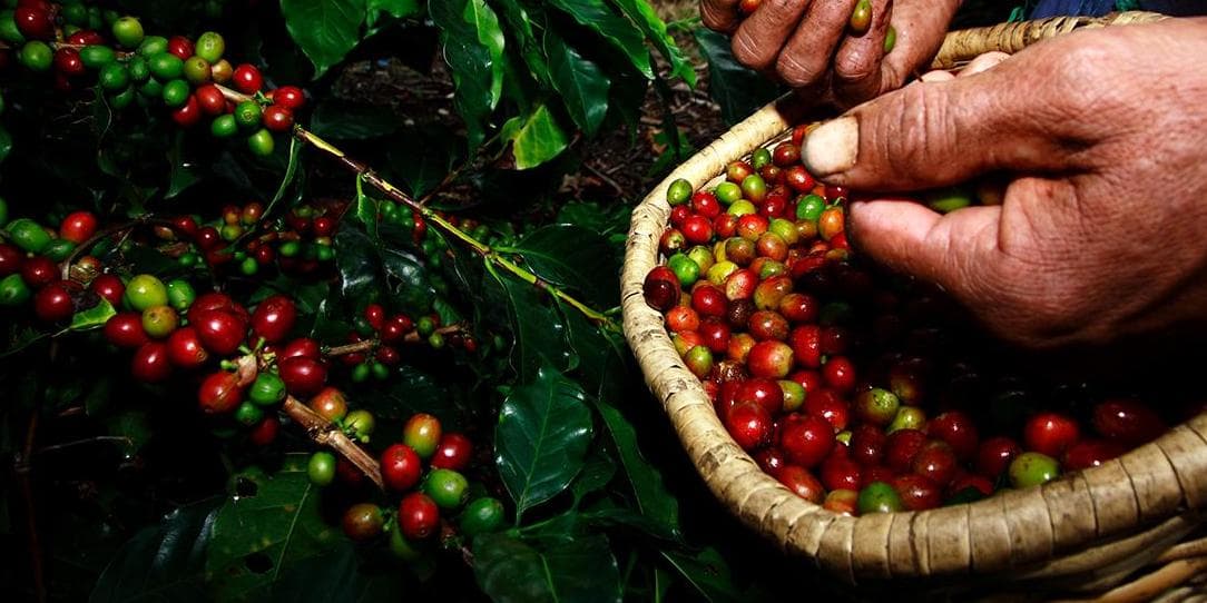 DAY 9. (Sunday, January 4, 2026) ARMENIA OR PEREIRA. Coffee processing at the farm.