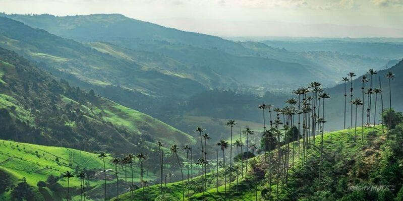 Day 4. ARMENIA OR PEREIRA – Coffee Experience at a Coffee Farm