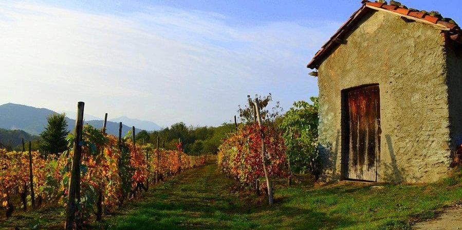 Day 2: visits to the vineyards of the lower Susa valley