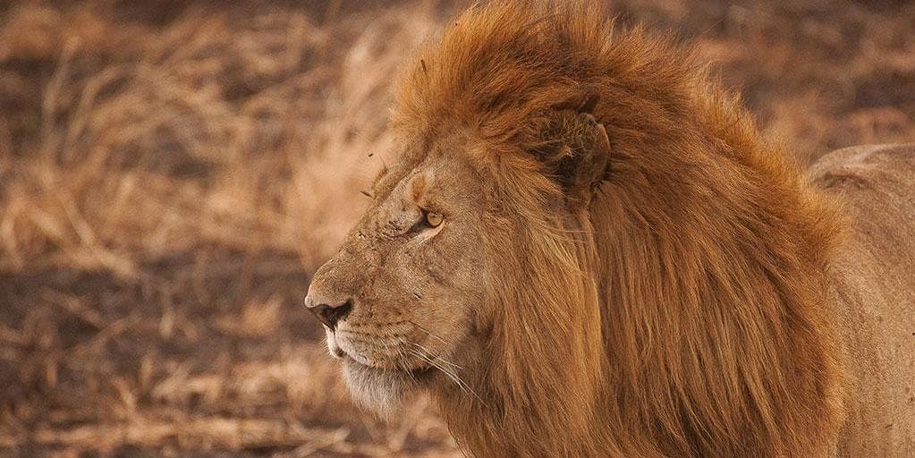 Jour 5 : Le Parc National Du Serengeti