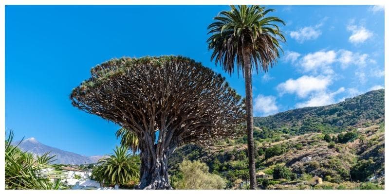 Jour 5 : Icod de los Vinos et Garachico