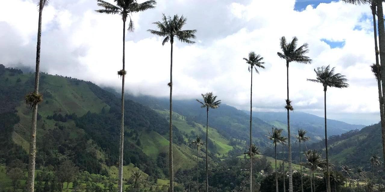 Dia 5. Pereira - Valle del Cocora y Salento 