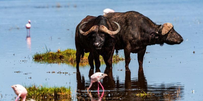 LAKE NAKURU NATIONAL PARK