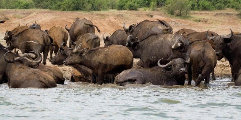 QUEEN ELIZABETH NATIONAL PARK/ISHASHA