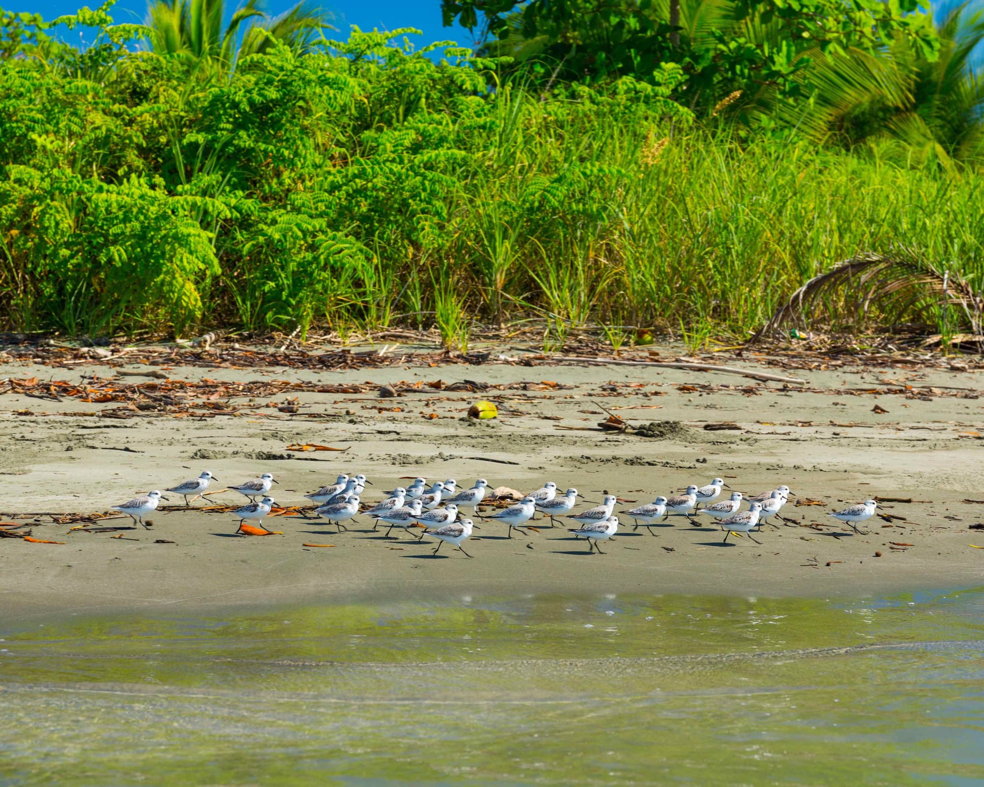 Golfo Dulce, Costa Rica