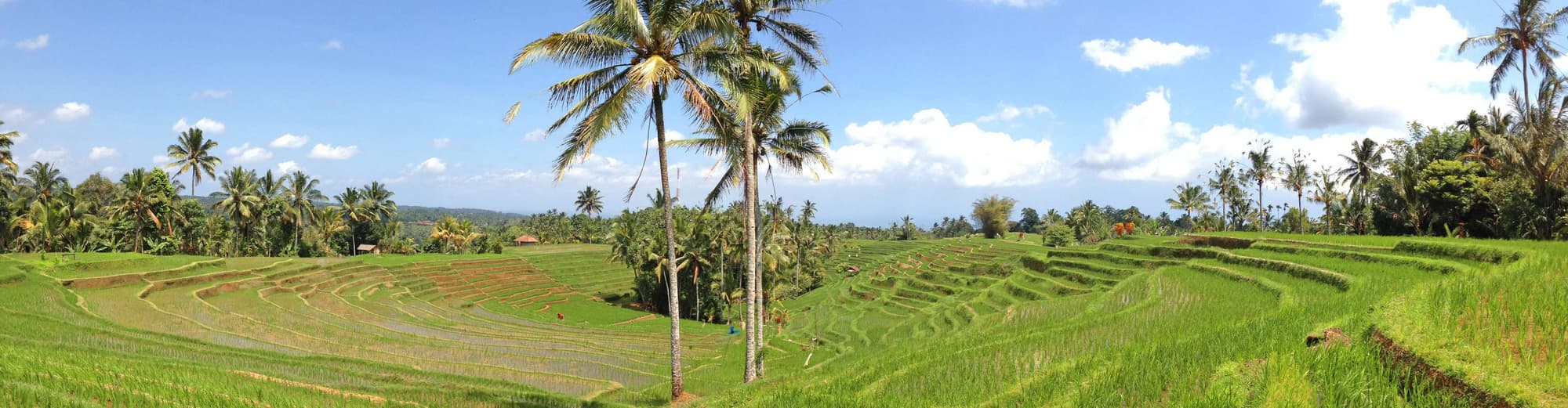 Belimbing, Indonesia