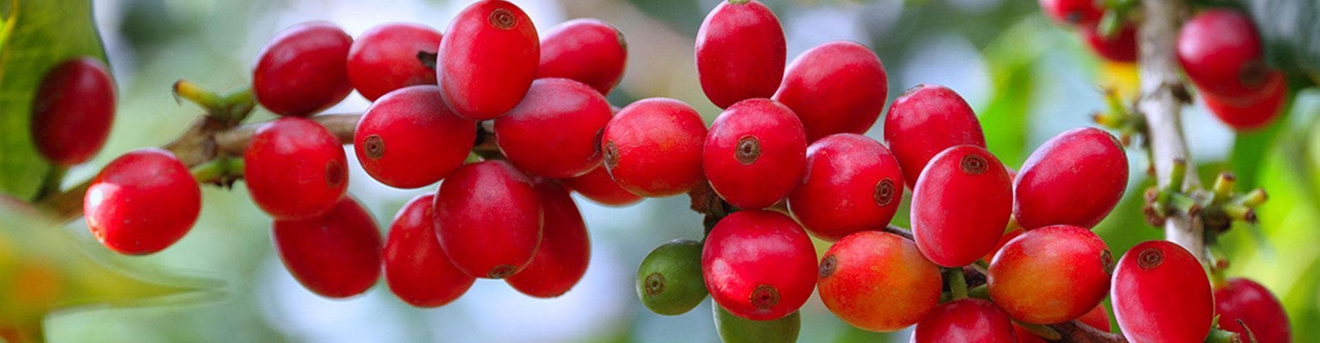 Armenia, Quindio, Colombia