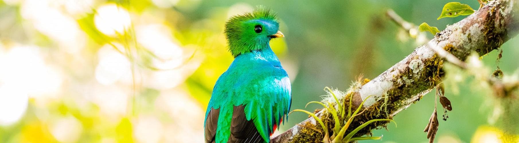 Biotopo do Quetzal, Guatemala