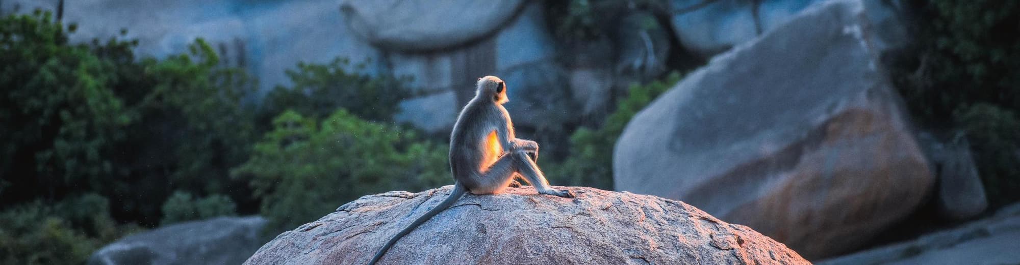 Taman Negara Kibale, Uganda