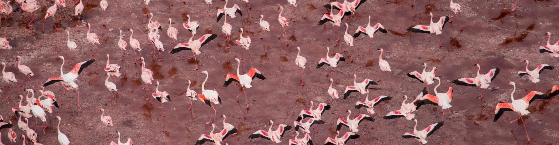 Lago Natron, Tanzania