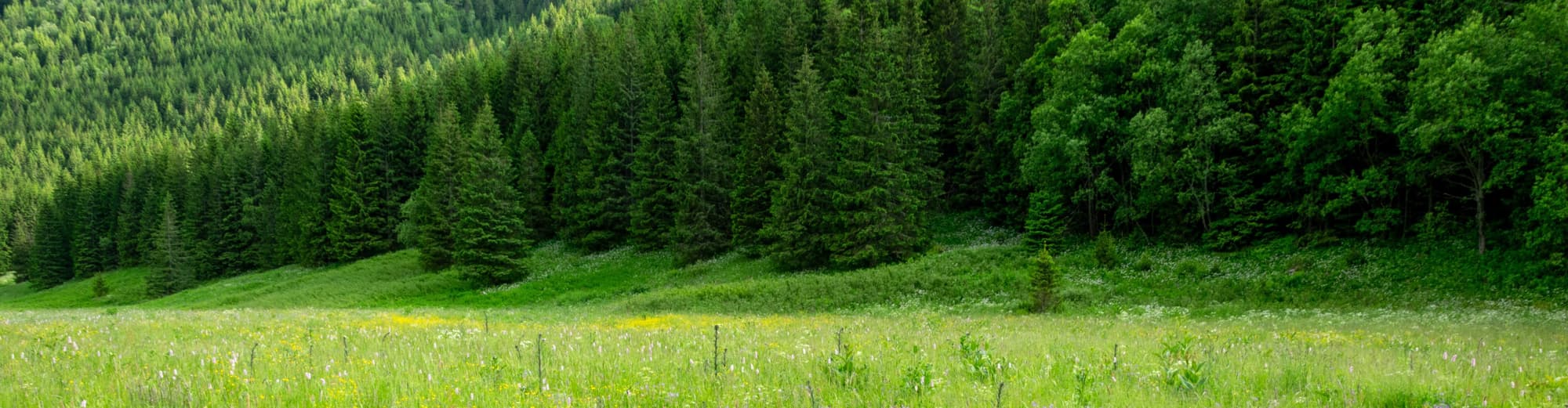 Barwałd Dolny, Polonia