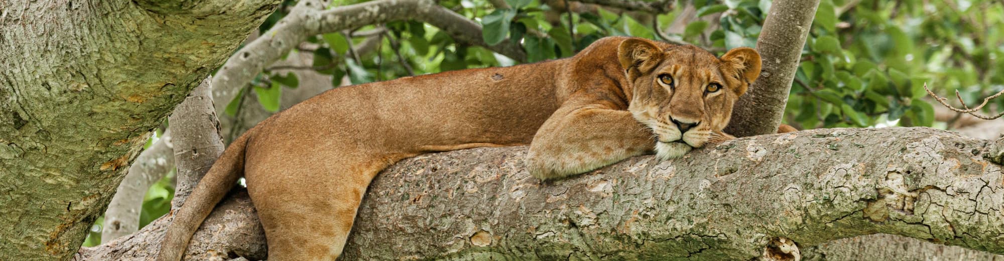 Kraliçe Elizabeth Ulusal Parkı, Uganda