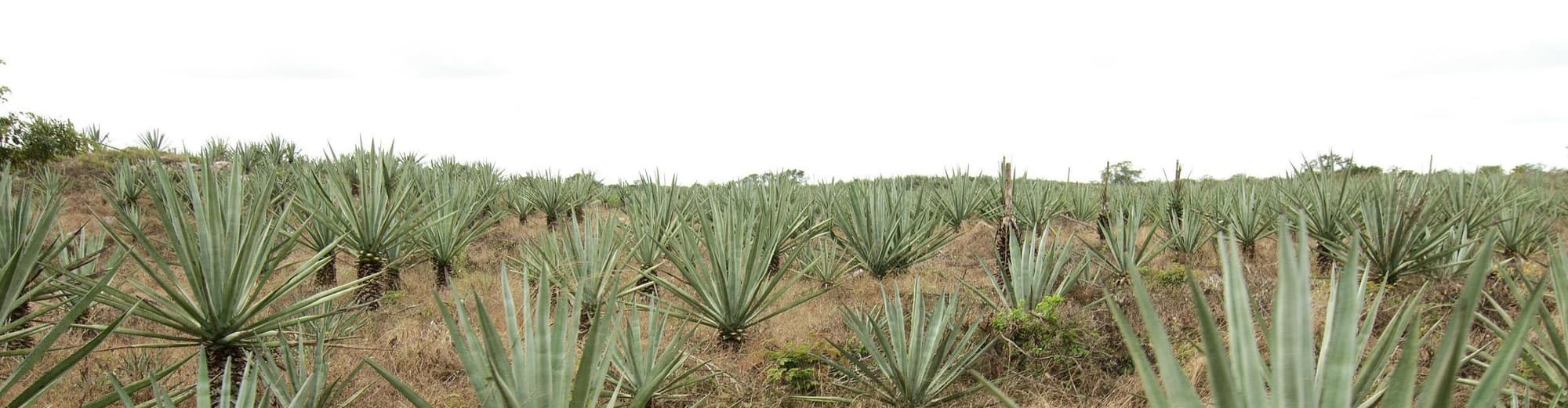 Sotuta de Peón, México