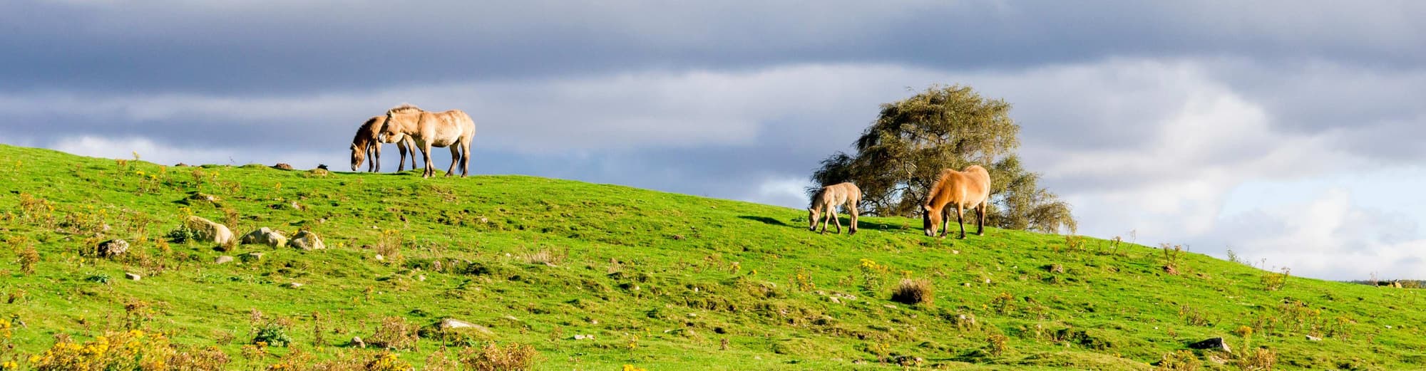 KHUSTAIN NUUR NATIONAL PARK, Mongolia
