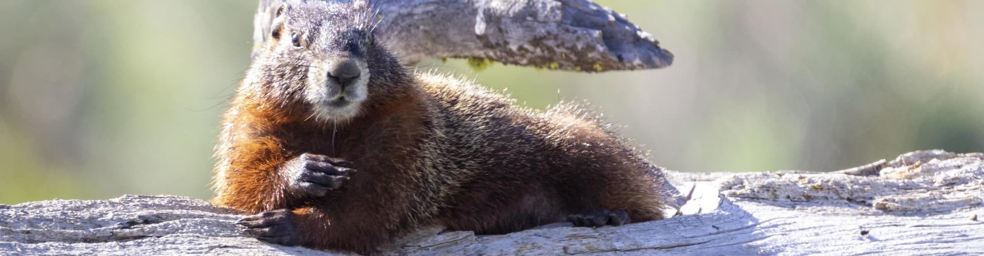 West Yellowstone MT, Amerika Syarikat