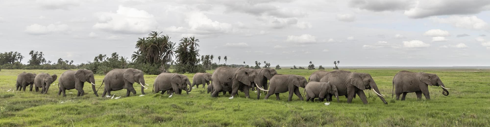 Amboseli National Park, 肯尼亞